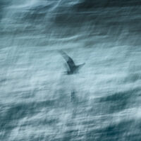 blue heron